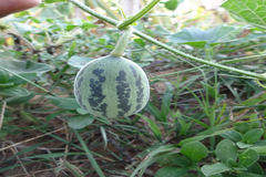 Cucumis callosus